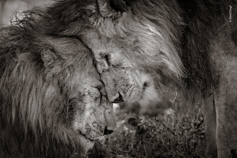Touching Photo of Lions Wins Wildlife Photog of the Year Peoples Choice
