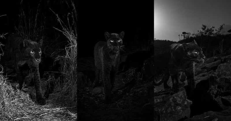My Quest to Photograph the Most Elusive Cat in Africa