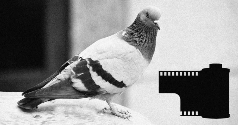  photo editor who used homing pigeon rush 
