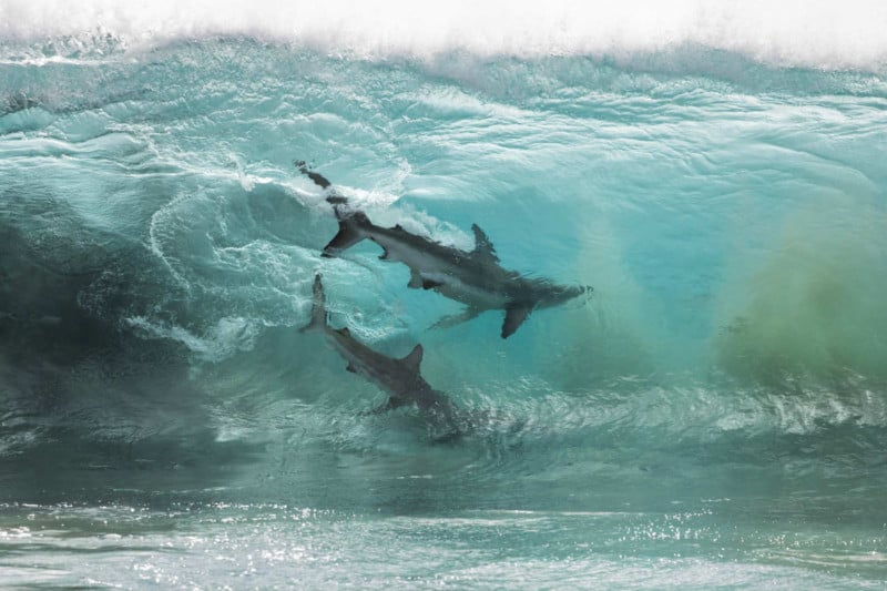  photo shows sharks inside wave 