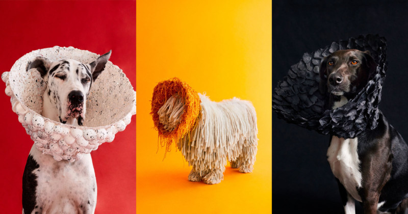  photos dogs wearing custom cones shame 