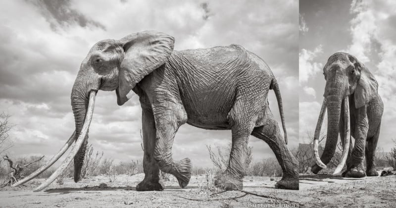 Shooting the Last Photos of the Rare Queen of the Elephants