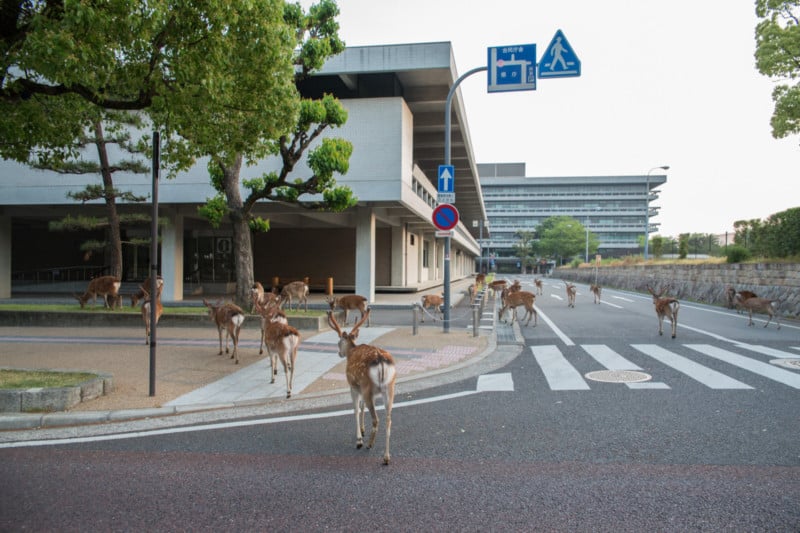 Photos of Deer That Roam Freely in the City of Nara, Japan