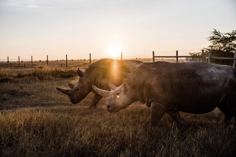 Photographing the Last Two Northern White Rhinos on Earth