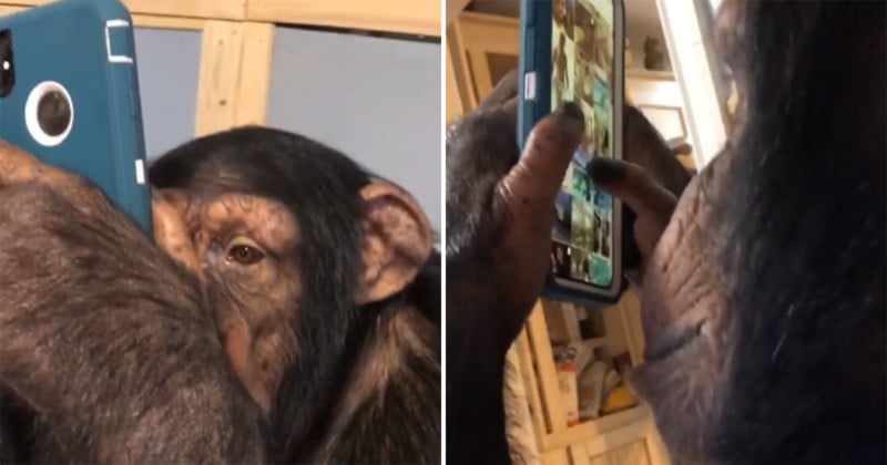  video chimp browsing instagram goes viral 