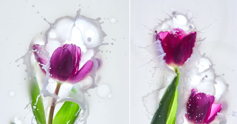  how photograph flowers splashing milk infrared laser 