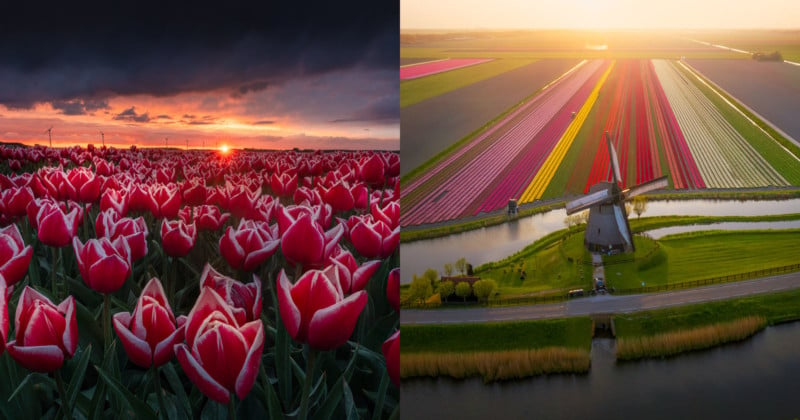 photos tulip season netherlands 