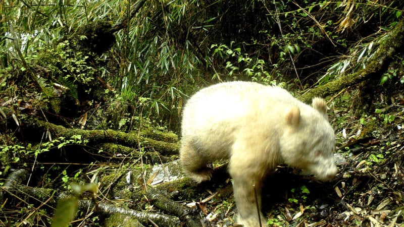 The First-Ever Photo of an Albino Giant Panda
