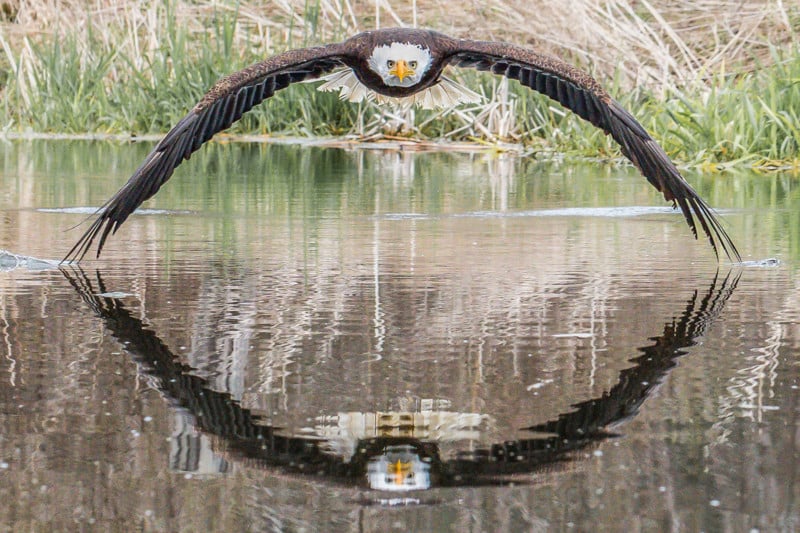  photographer catches bald eagle symmetrical reflection 