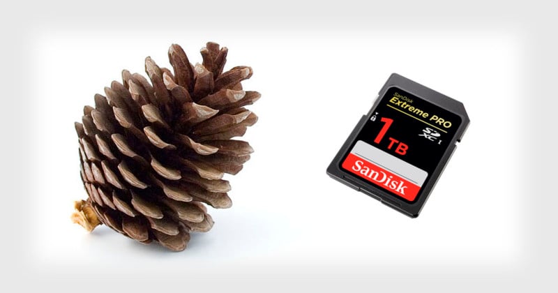  pine cone nature memory card holder 