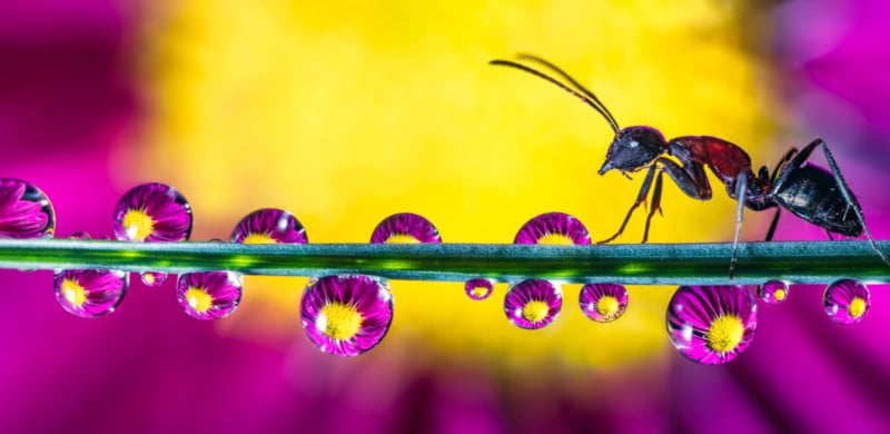 Shooting Water Droplet Refractions for Magical Macro Photos