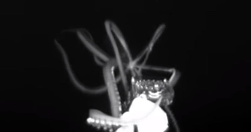 Giant Squid Caught on Camera for First Time in the US