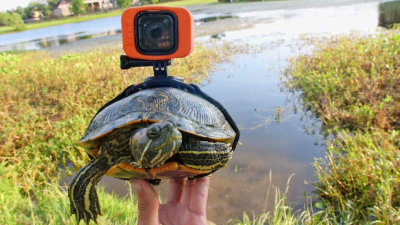 Turtle Wears GoPro, Captures Exciting Pond Life