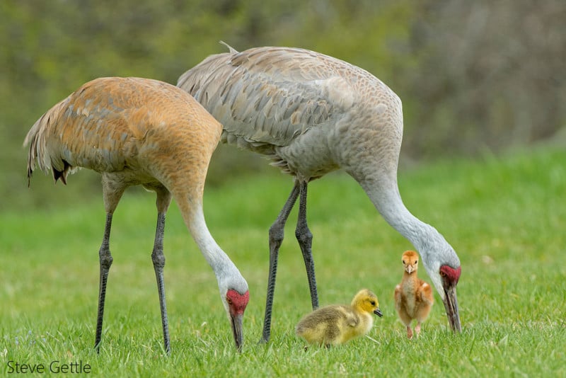 Photos of Sandhill Cranes Raising a Baby Goose