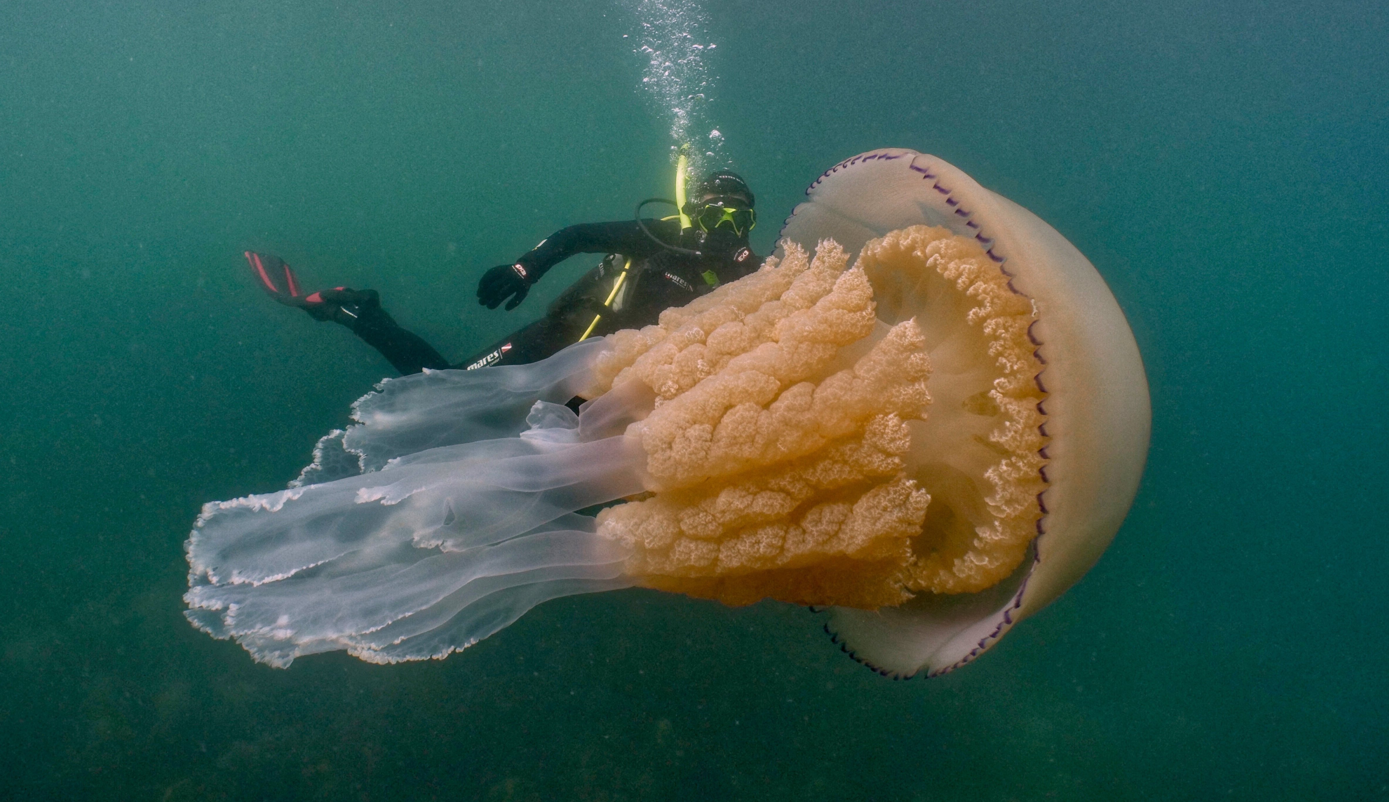  behind photos incredible human-sized jellyfish caught camera 
