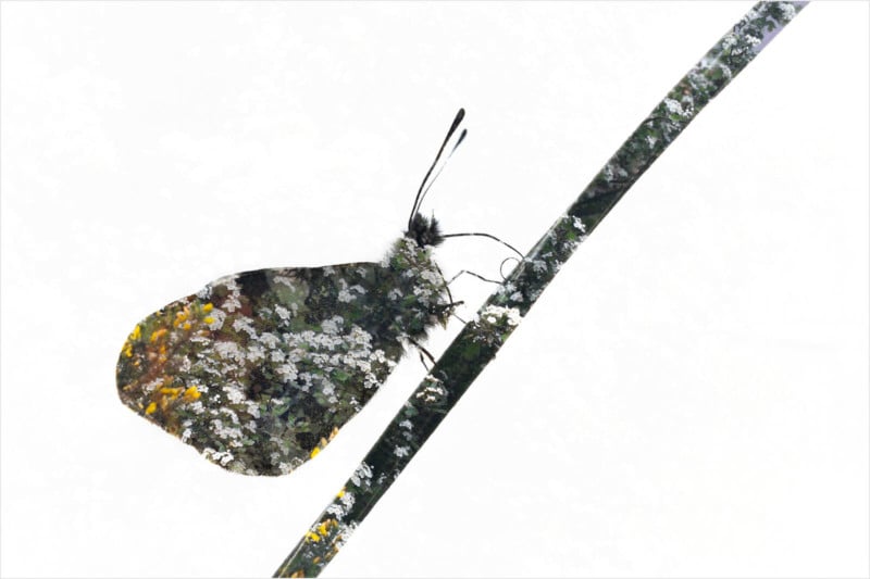 Macro Double Exposure Photos Blend Insects with Their Environments