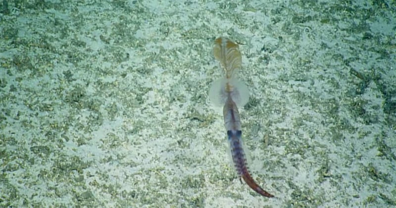  beautiful deep-sea squid gets caught camera 