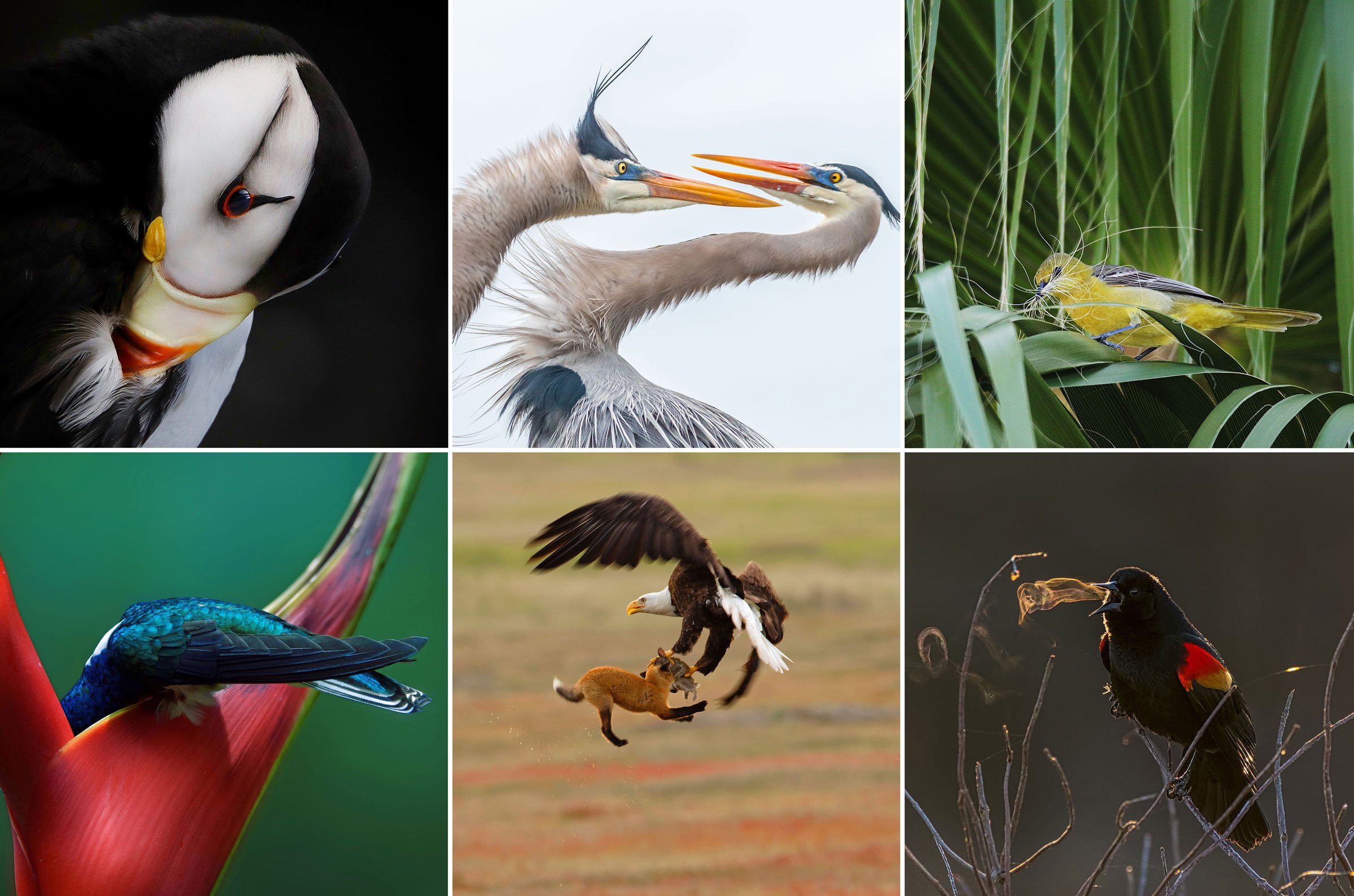 Winners of the 10th Annual Audubon Photography Awards Revealed