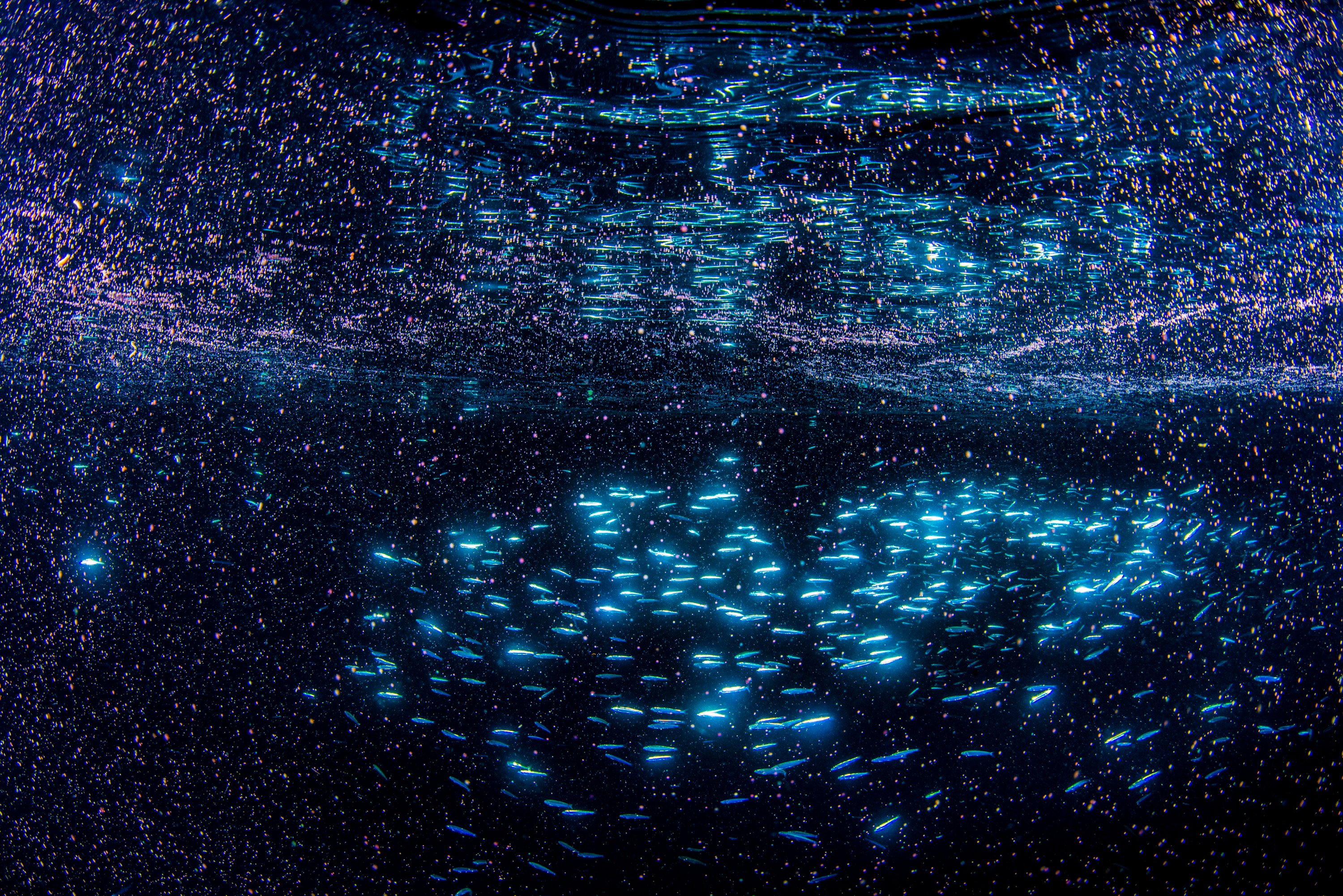  photographer captures otherworldly photo rare coral spawn 