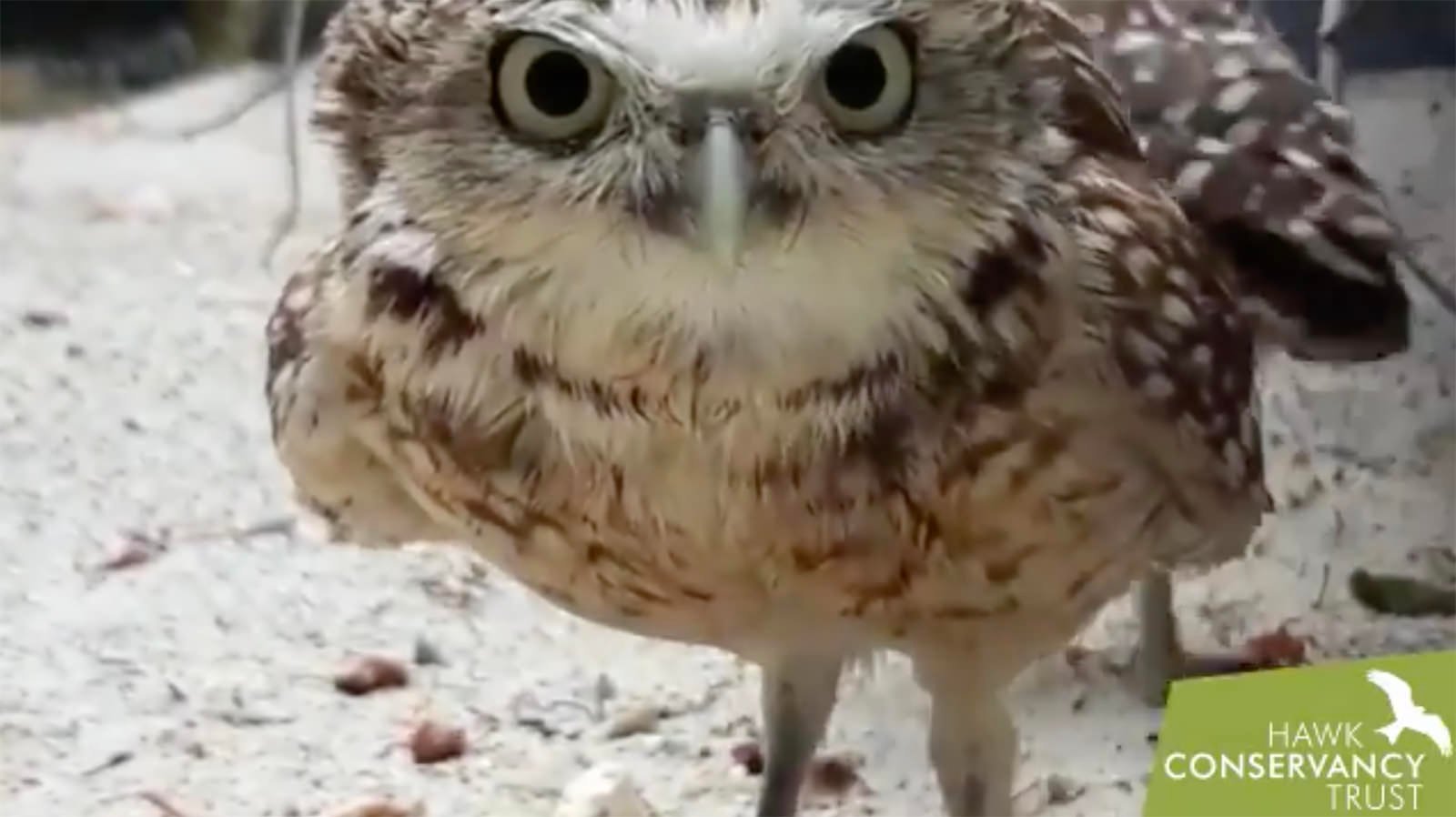 Watch Two Tiny Owls Discover and Take Out a Wildlife Camera