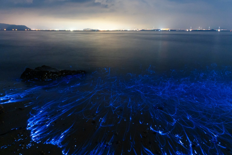  macro video bioluminescent shrimp shot sony iii 