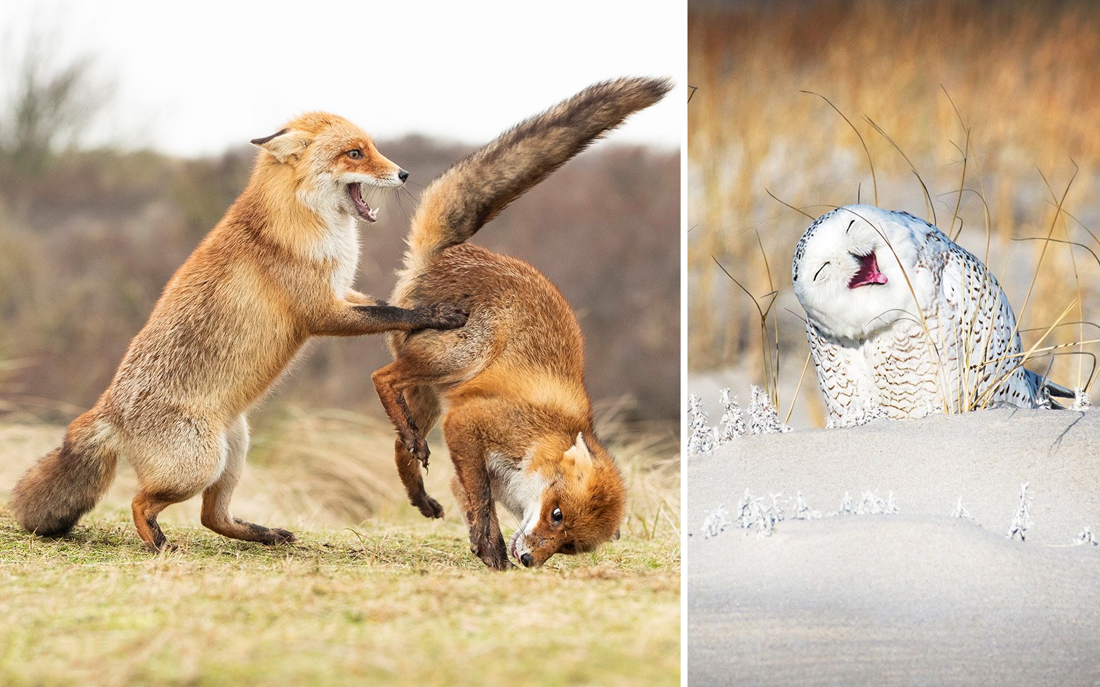  comedy wildlife photography awards finalists prove nature 