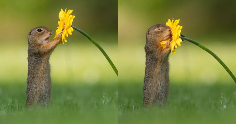  photographer catches squirrel stopping smell flower 