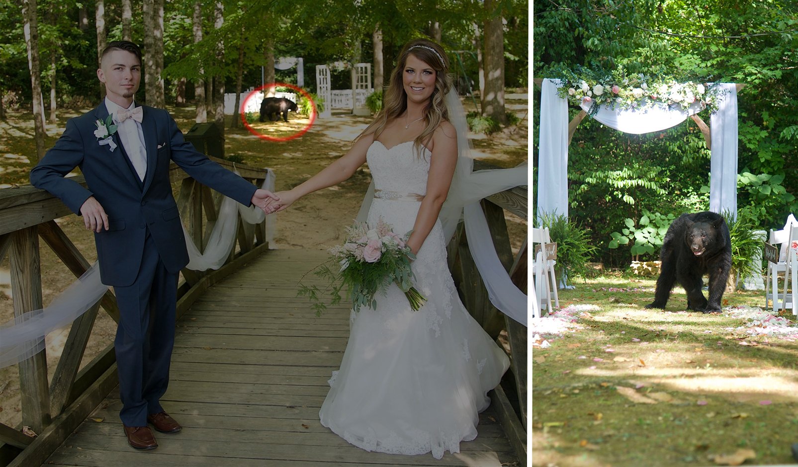 Bear Crashes Wedding Shoot, Photo Bombs Bride and Groom
