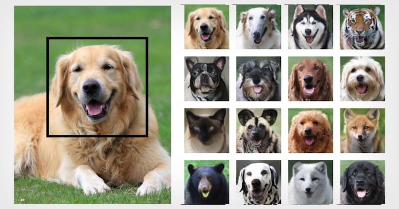 NVIDIA AI Can Turn Your Pet Into Other Animals