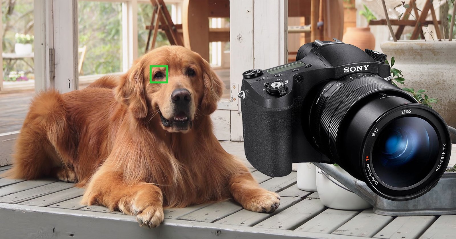 Real-Time Animal Eye AF is Coming to Sonys RX10 IV via Firmware Update