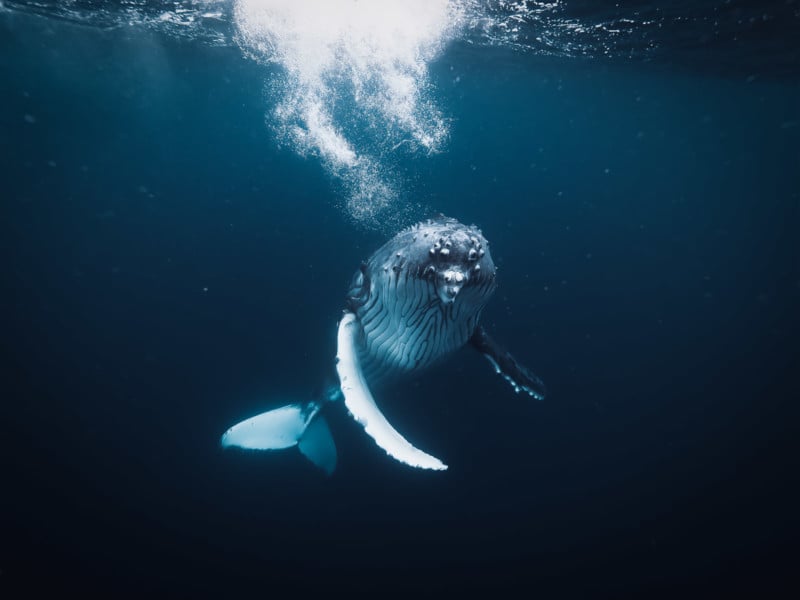 Freediving to Photograph Humpback Whales