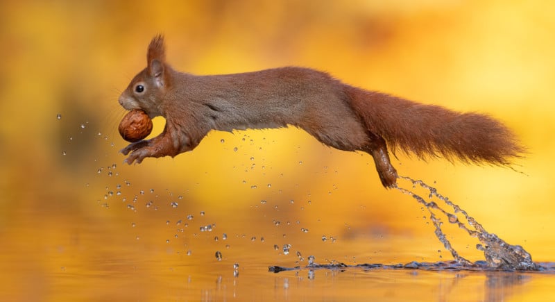 Photographer Captures Squirrel Flying Over Water with a Nut