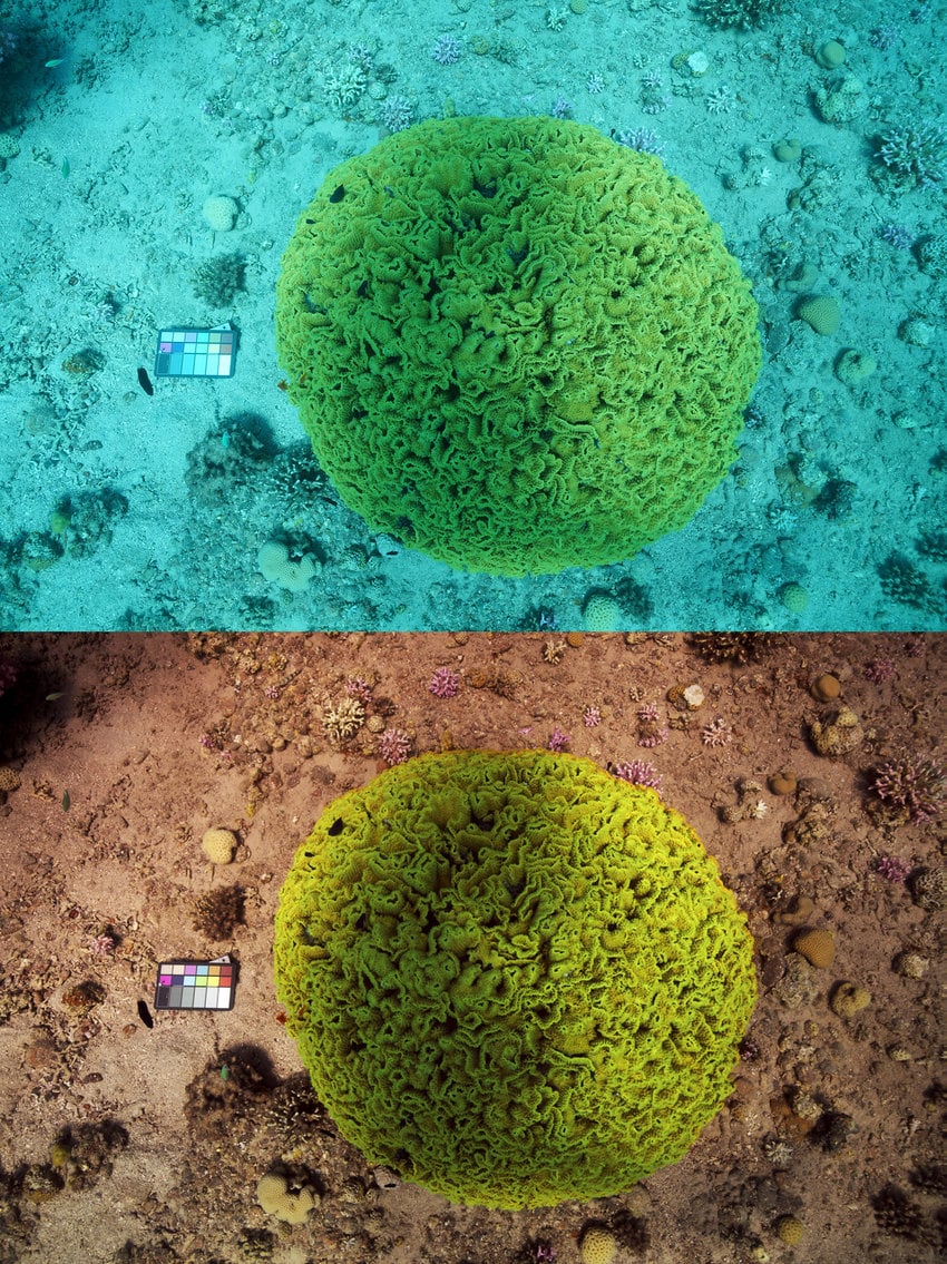 This Algorithm Can Remove the Water from Underwater Photos, and the Results are Incredible