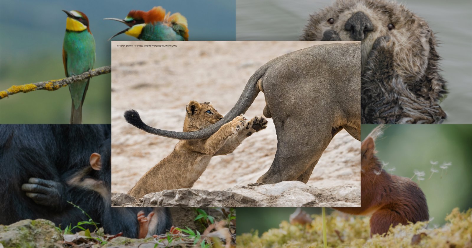 See the Hilarious Winners of the 2019 Comedy Wildlife Photography Awards