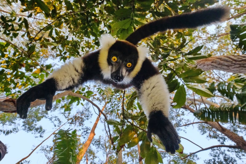  photographer bracali lemur from camera 