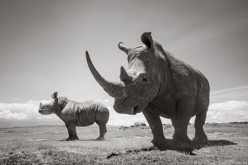 Photographing Rhinos in Kenya
