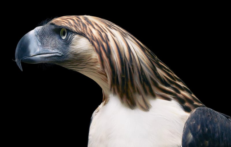 Rare And Unusual Birds Photographed Like Humans