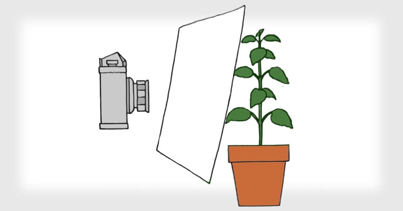 How to Use a Camera to Measure Foot-Candles of Light for Houseplants