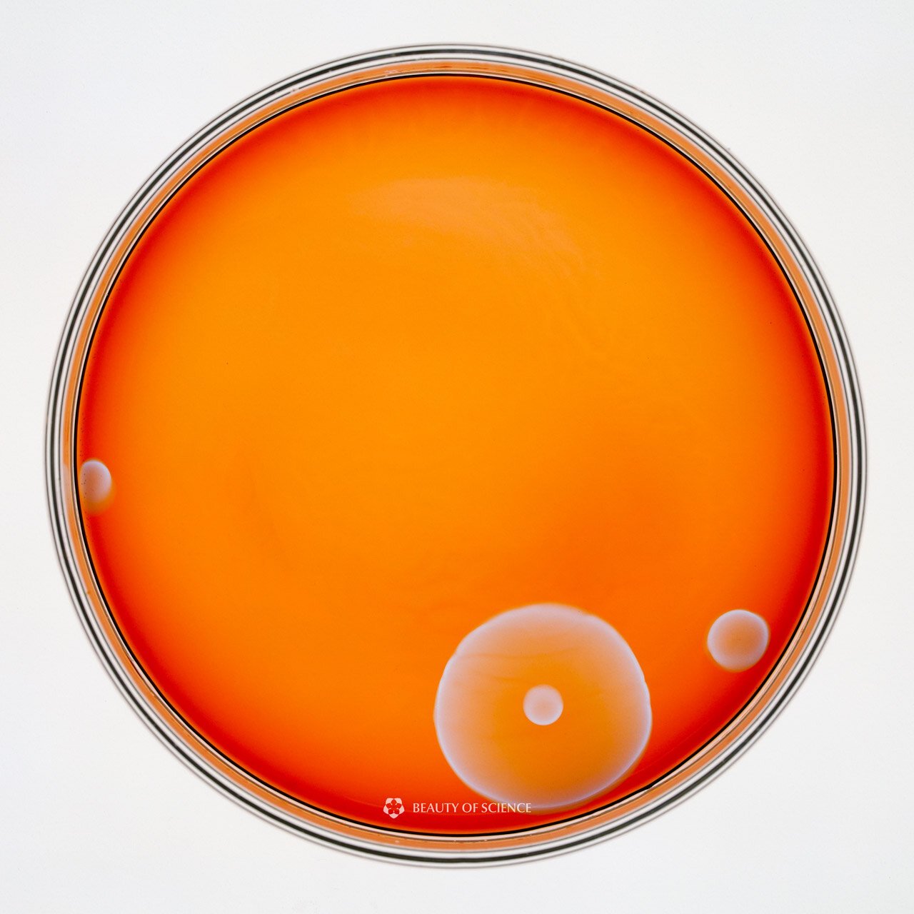  mesmerizing time-lapse chemical reaction rippling through petri dish 