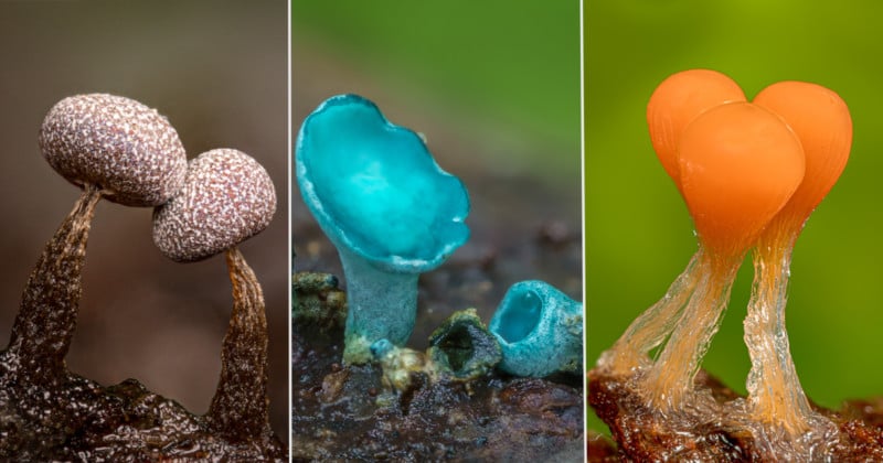  stunning super macro photos minuscule mushrooms fungi 