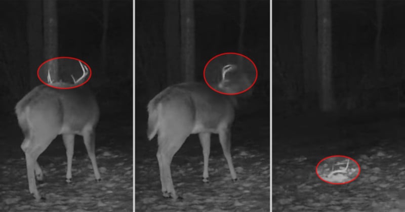 Trail Camera Captures Rare Footage of Deer Shaking Off Its Antlers