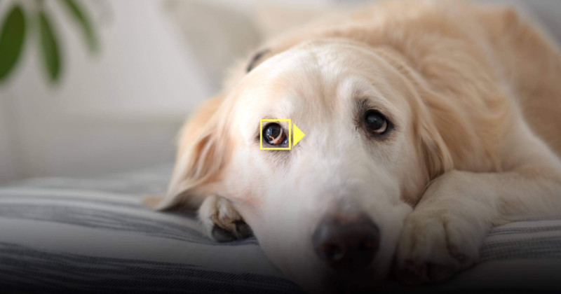  major eye detection animal 