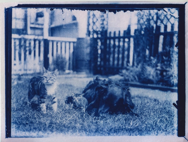 Developing 120-Year-Old Cat Photos Found in a Family Time Capsule