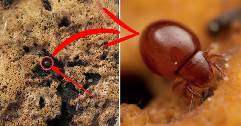 macrolaowa feat