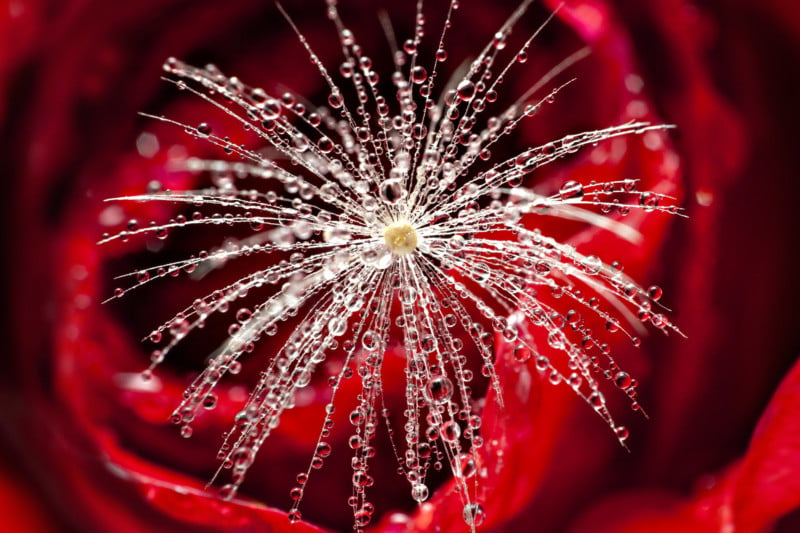Refracted Rose: A Fun Valentine’s Day Macro Photography Idea
