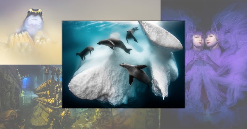 Photo of Seals Living in an Iceberg Wins Underwater Photographer of the Year 2020