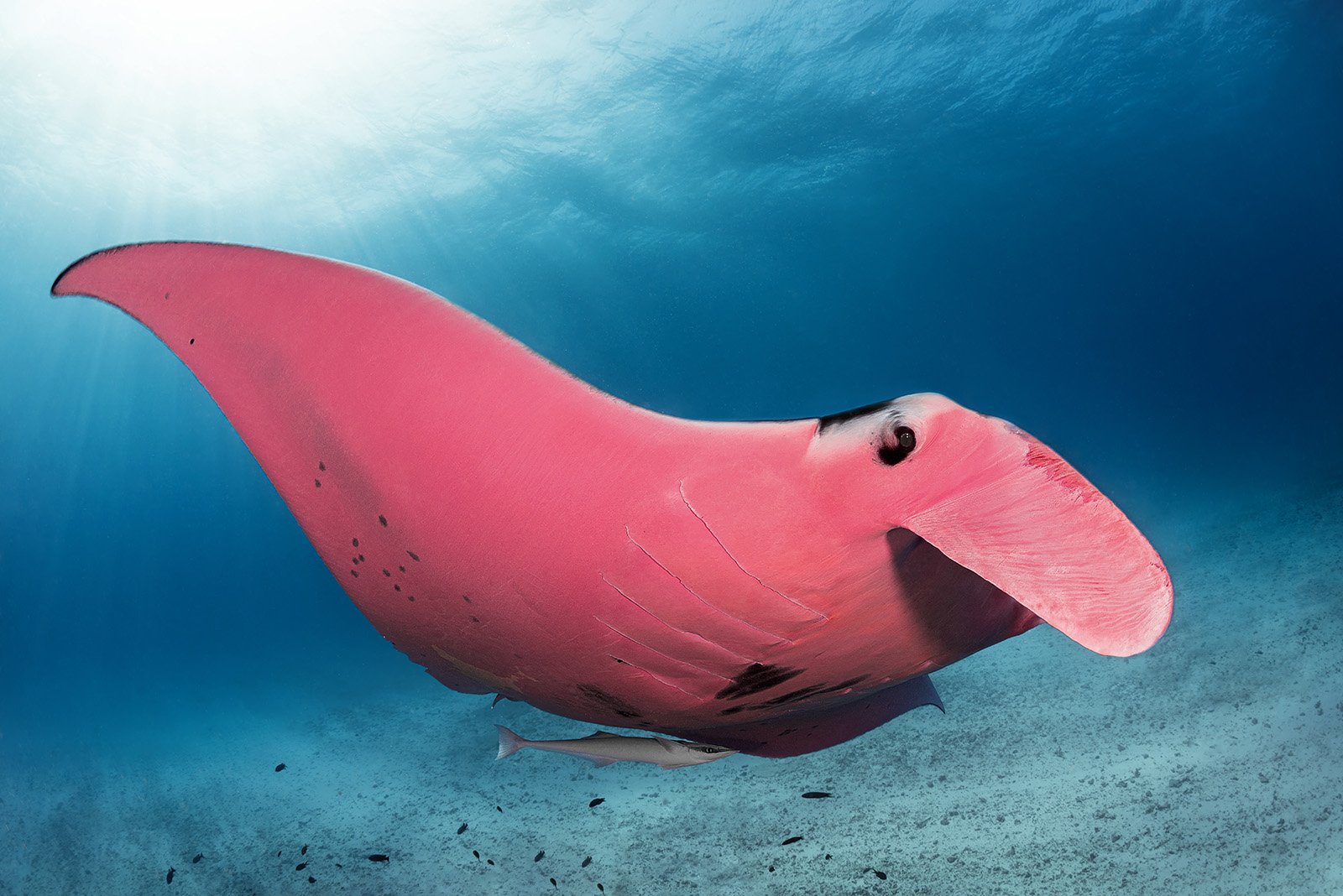 Photographer Captures Beautiful Photos of the Worlds Only Known Pink Manta Ray