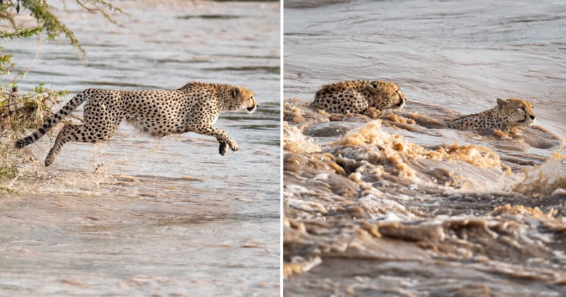 Photographer Captures Coalition of 5 Cheetahs Crossing Crocodile-Infested River
