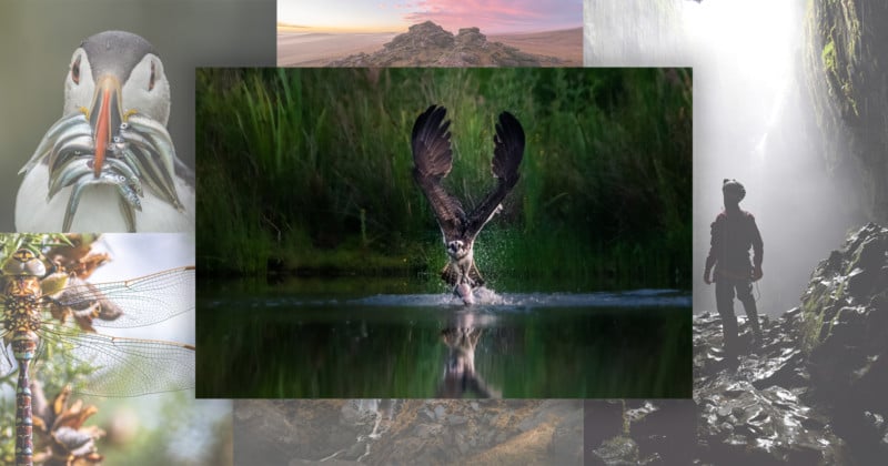 Split Second Shot of a Hunting Osprey Wins National Parks Photo Contest