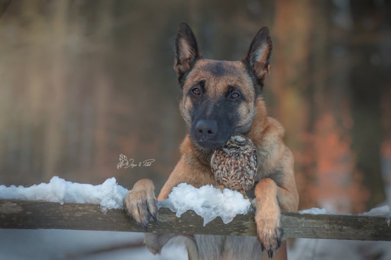 Photographer Captures the Touching Bond Between a Dog and an Owl